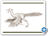 Archeopteryx---Mario-Arthur