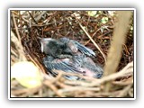 E muitas dessas aves vêm visitar esses jardins e edificações, como se pressentissem que o objetivo das pessoas que aqui vivem, é simplesmente sua proteção, como o sabiá-do-campo, que a um exíguo arbusto, confiou a guarda de sua prole...