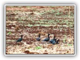 Com a ansiedade em alto nível, em nossa primeira saída, ainda perto da sede, já vimos um pequeno bando de patos-do-mato, que vêm aqui comer restos de milho da lavoura.