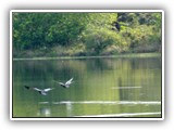 Jataí surpreende pela diversidade de seus ambientes, que se sucedem ao longo de extensas estradas, bem preparadas para a pesquisa e a contemplação desse lugar.

O lago maior, onde novamente vimos, mais esquivos, os mesmos patos-do-mato...