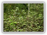 ... e assim contemplar seu enfeitado sub-bosque...