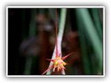 ... e flores...
