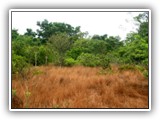 E novamente vamos, agora em busca do típico cerrado, e de seus fiéis moradores. Pudemos ver, como consequência da longa estiagem, o contraste do capim ressecado com a verdura das plantas que vão buscar nas profundidades o seu vigor.