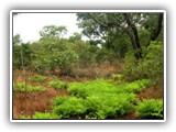 ... onde vemos que, protegidos por essa guarda bem armada, jaz um jardim natural, quem sabe onde aquele jardineiro veio buscar sua inspiração.