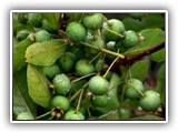 ... que com seu farto pincel, não fez economia de cores para tanto verde: frutos de gabiroba, 