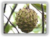 ...fruto de araticum.
