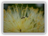 ... amarelos... (Flor de Pequi)