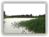 Outros, que também vimos, como o cervo-do-pantanal e um veado catingueiro, 
nem sequer esperaram pelo disparo da máquina.
Terminamos a tarde à beira do rio Mogi-Guaçu...
