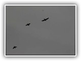 Com o entardecer, as aves diurnas retornaram para seus pousos...