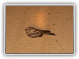 Mas noite também é vida intensa em Jataí. De volta pela estrada ainda 
paramos para observar um curiango, encandeado pelo farol...
