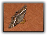 Mais à frente, outras dezenas de olhinhos refletidos na estrada não eram 
mais que mariposas sugando os frutos caídos de maduros.

