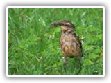 ... mas suficiente para transformar já conhecidas aves em estranhos espécimes.